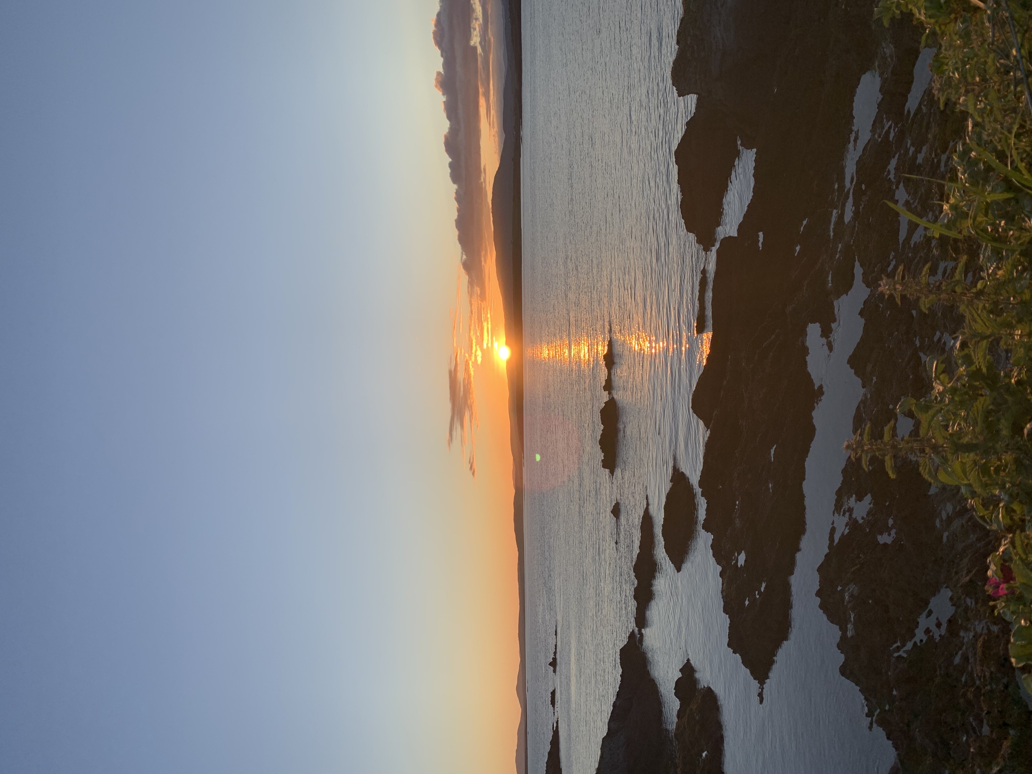 Sunset over the West Cork coast, wild roses in the foreground